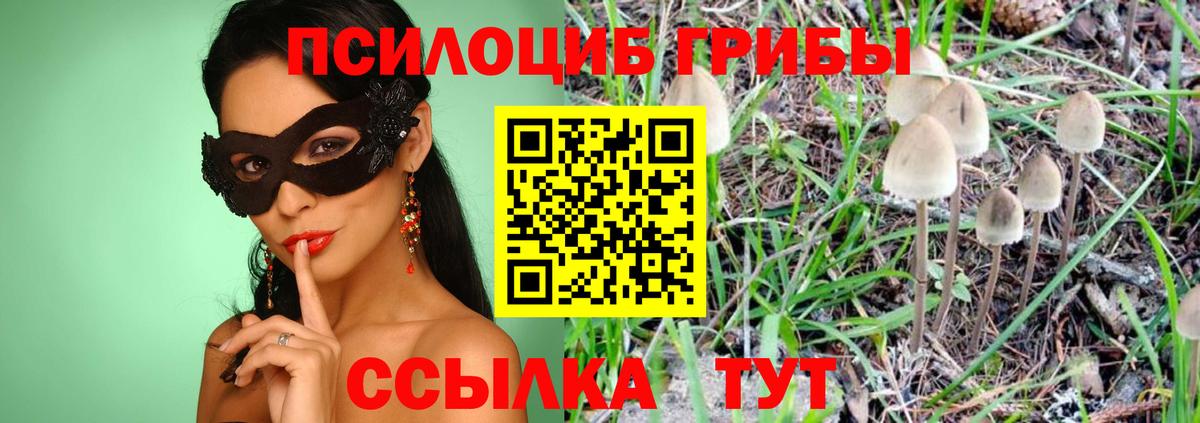 Псилоцибиновые грибы Psilocybine cubensis Выборг